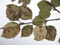Betula dauurica