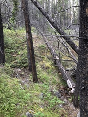 Canachites canadensis