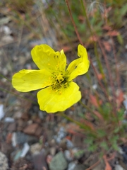 Papaver pulvinatum