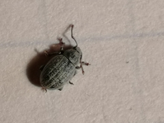 Centricnemus leucogrammus