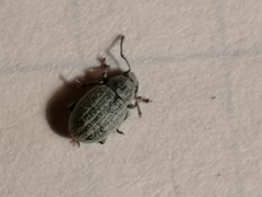 Centricnemus leucogrammus