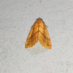 Xanthia rectilineata