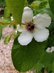 Magnoliopsida