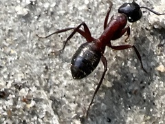 Camponotus ligniperda