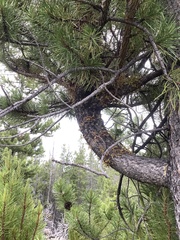 Arceuthobium americanum