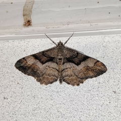 Alcis admissaria
