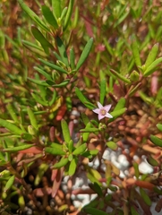 Sesuvium portulacastrum