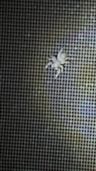 Platycryptus undatus