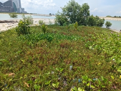 Sesuvium portulacastrum