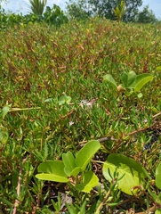 Sesuvium portulacastrum