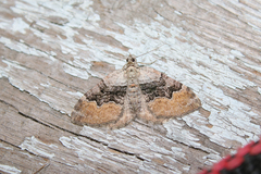 Xanthorhoe quadrifasiata