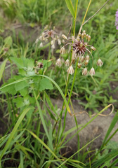 Allium oleraceum