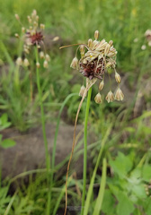 Allium oleraceum