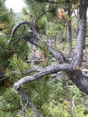 Arceuthobium americanum