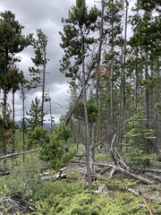 Arceuthobium americanum