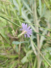 Lactuca sibirica