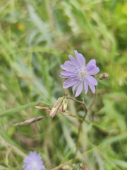 Lactuca sibirica