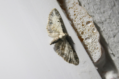 Eupithecia succenturiata