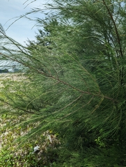 Casuarina equisetifolia