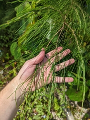 Casuarina equisetifolia