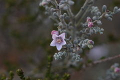 Philotheca tomentella