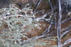 Philotheca tomentella