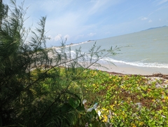 Casuarina equisetifolia