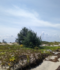 Casuarina equisetifolia