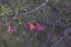 Prostanthera semiteres