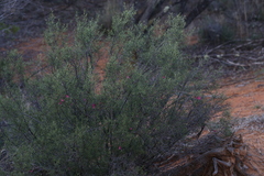 Prostanthera semiteres