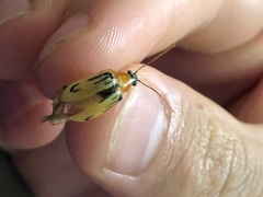 Metaxyonycha weyrauchi