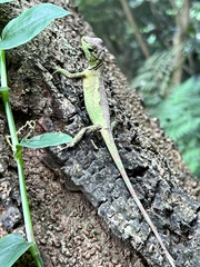 Diploderma polygonatum