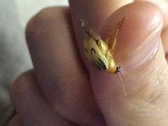 Metaxyonycha weyrauchi