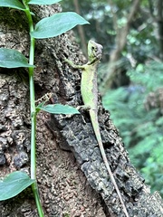 Diploderma polygonatum