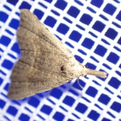 Trigonistis