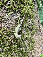 Diploderma polygonatum