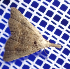 Trigonistis