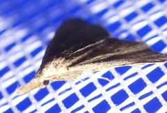 Trigonistis