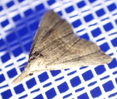 Trigonistis