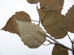 Betula lanata