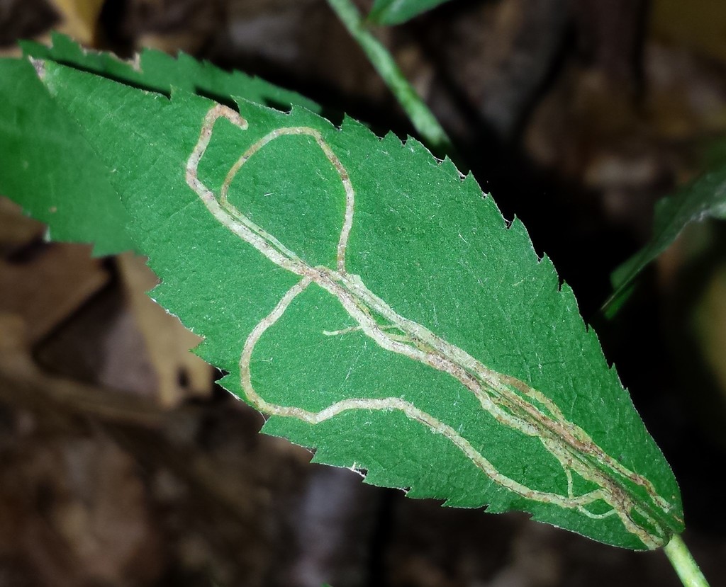 Ophiomyia maura