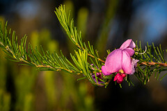Gompholobium scabrum