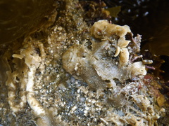 Dendrobeania lichenoides