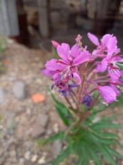 Chamaenerion angustifolium