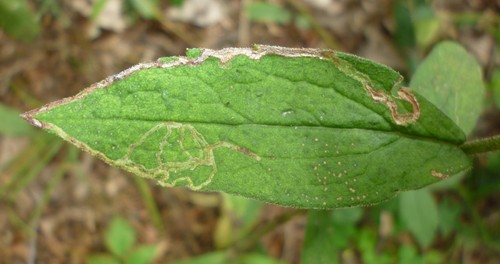 Ophiomyia maura photo 6