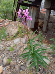 Chamaenerion angustifolium