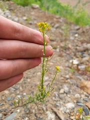 Erysimum cheiranthoides