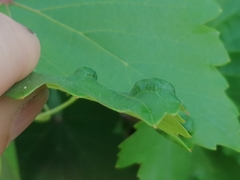 Colomerus vitis