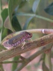 Oncometopia facialis