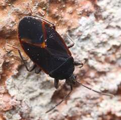 Gastrodes piceus